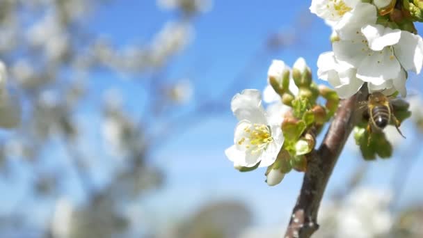 Biet flyger över körsbärsträd blommor — Stockvideo