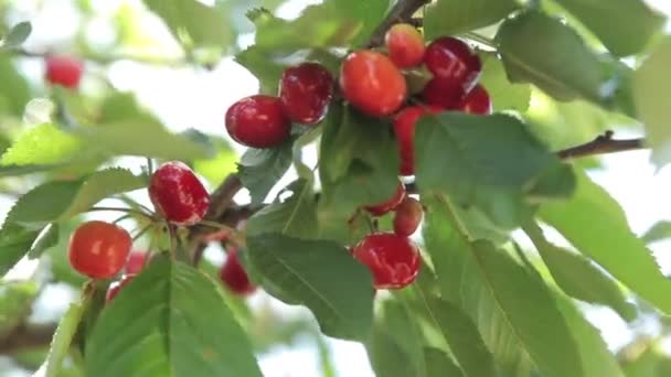 Érett cseresznye egy fán — Stock videók