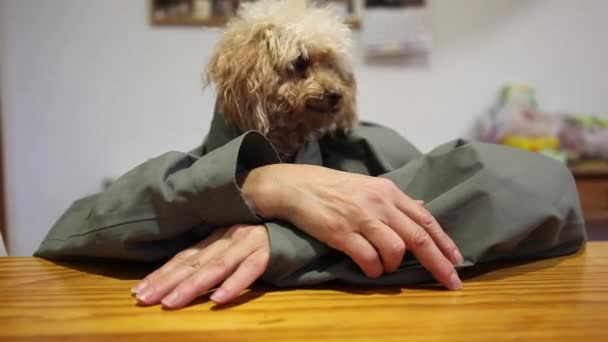 Cachorro caniche con manos humanas — Vídeo de stock