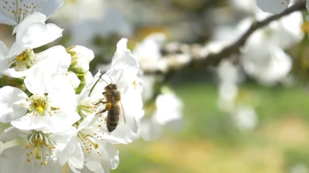 Bijen vliegen over de bloemen van de kersenboom — Stockvideo