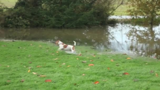 Cute dogs play in flooded garden — ストック動画