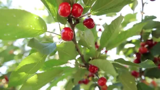 Cerezas maduras en un árbol — Vídeos de Stock