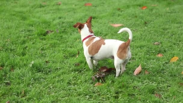 Bonito Jack Russell no jardim — Vídeo de Stock