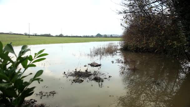 Champ agricole inondé — Video