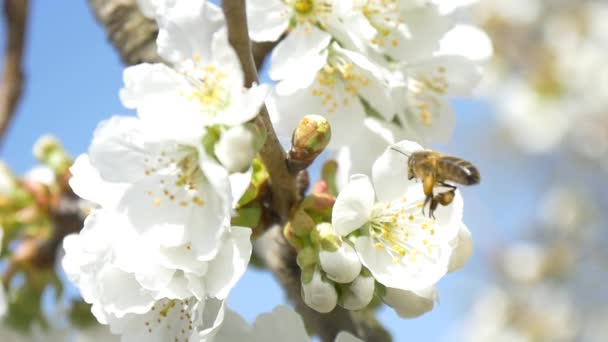 Biene fliegt über Kirschbaumblüten — Stockvideo