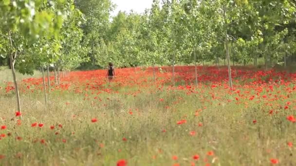 Woman walking in poppies field — Stock Video