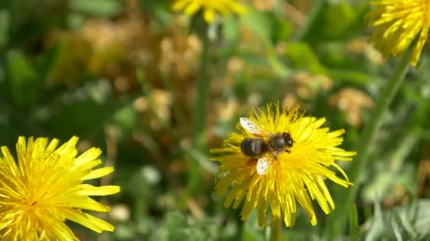 Abeja en flor de diente de león amarillo — Vídeo de stock