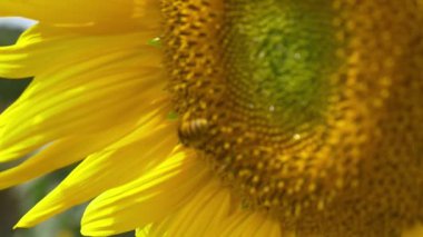 çiçek açan ayçiçeği arıya