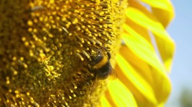Bumblebee çiçek açan ayçiçeği üzerinde
