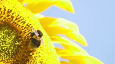 Bumblebee çiçek açan ayçiçeği üzerinde