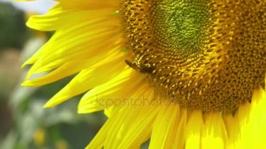 çiçek açan ayçiçeği arıya