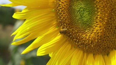 çiçek açan ayçiçeği arıya