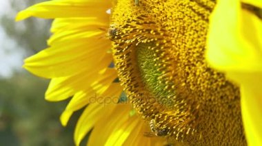 Arılar çiçek açan ayçiçeği üzerinde