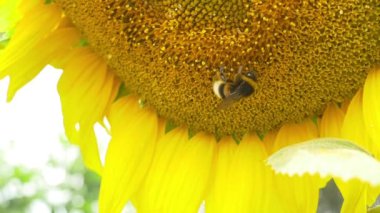 Bumblebee çiçek açan ayçiçeği üzerinde