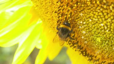 Bumblebee çiçek açan ayçiçeği üzerinde