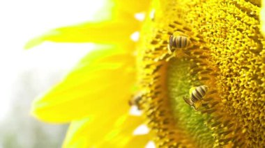 Arılar çiçek açan ayçiçeği üzerinde
