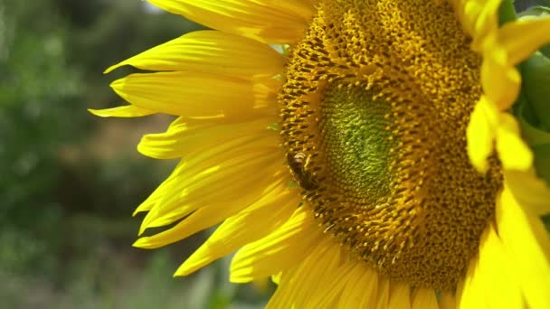 Bi på blommande solrosor — Stockvideo