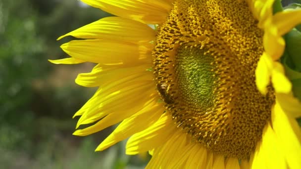 Ape su girasole in fiore — Video Stock