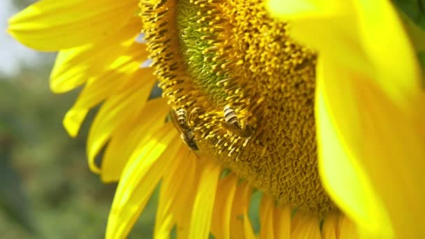 Bin på blommande solros — Stockvideo