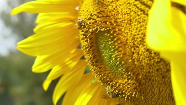Abeilles sur tournesol en fleurs 