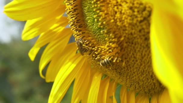 Abeilles sur tournesol en fleurs 