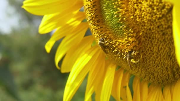 Abejas en flor girasol — Vídeo de stock