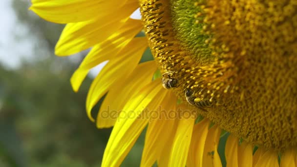 Bin på blommande solros — Stockvideo