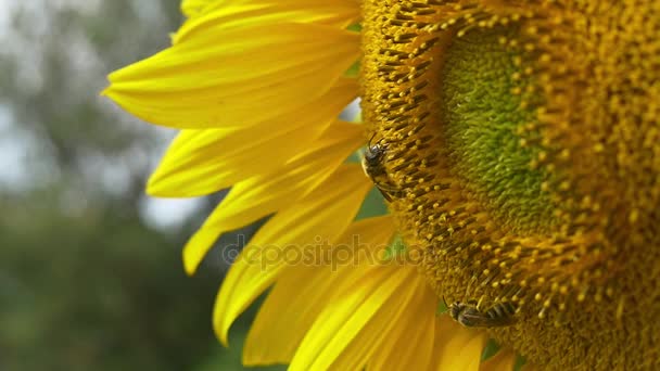 Abeilles sur tournesol en fleurs 