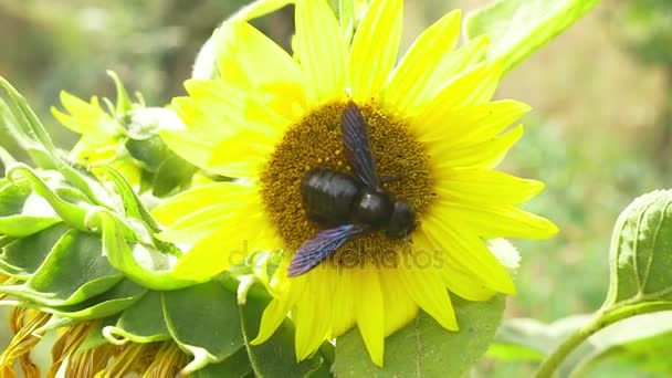 Insect on blooming sunflower — Stock Video