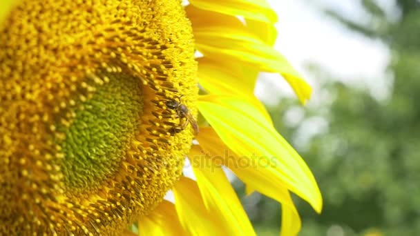Bee op bloeiende zonnebloem — Stockvideo