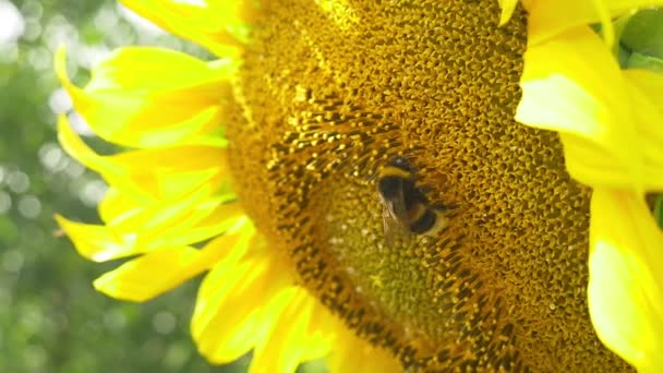 Abejorro en flor girasol — Vídeo de stock