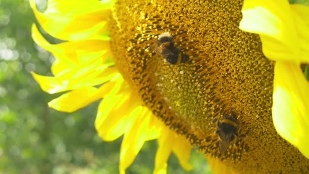 Humlor på blommande solros — Stockvideo