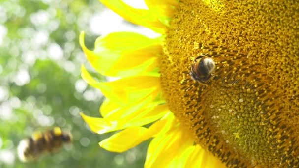 Hommels op bloeiende zonnebloem — Stockvideo