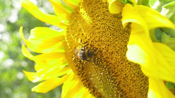 Bumblebee çiçek açan ayçiçeği üzerinde — Stok video