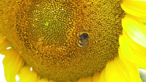 Abejorro en flor girasol — Vídeo de stock