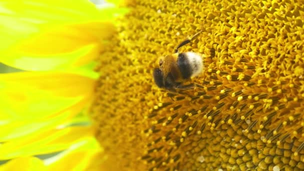 Hummel auf blühender Sonnenblume — Stockvideo