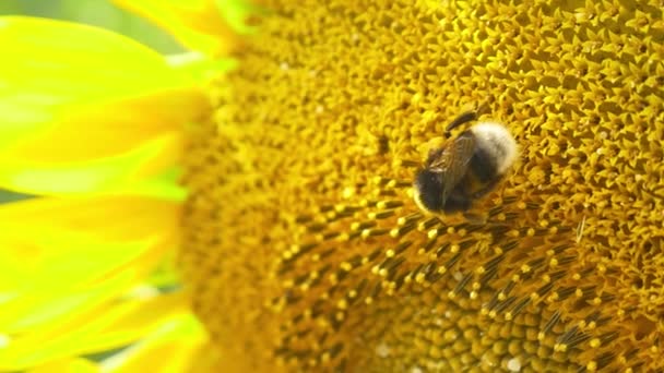 Abejorro en flor girasol — Vídeo de stock