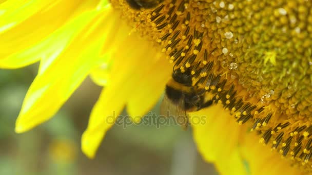 Bumblebee çiçek açan ayçiçeği üzerinde — Stok video