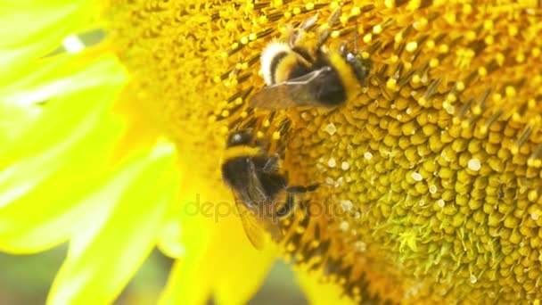 Hommels op bloeiende zonnebloem — Stockvideo