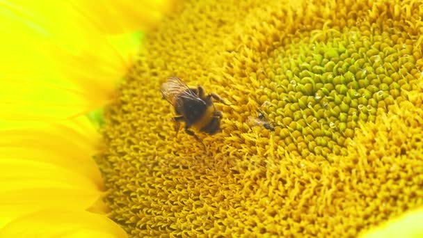 Bumblebee su girasole fiorente — Video Stock