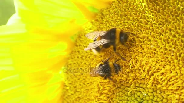 Hommels op bloeiende zonnebloem — Stockvideo