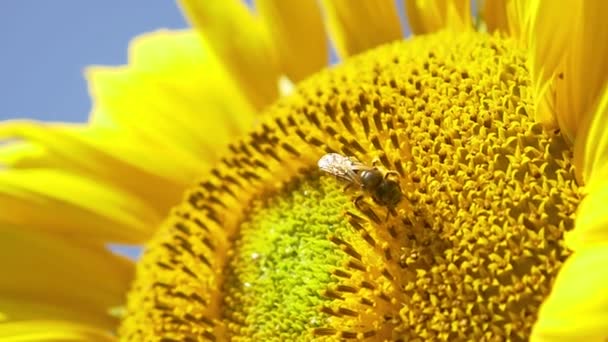 Abeille sur tournesol en fleurs 