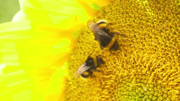 Los abejorros sobre el girasol que florece — Vídeo de stock