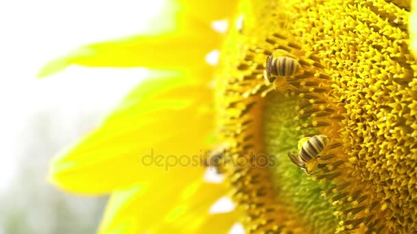 Bees on blooming sunflower — Stock Video