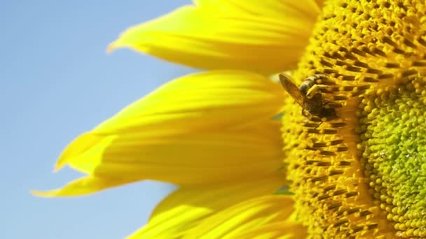 Biene auf blühender Sonnenblume — Stockvideo