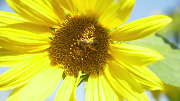 Бджола на квітучому соняшнику — стокове відео