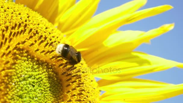 Бамблбі на квітучому соняшнику — стокове відео