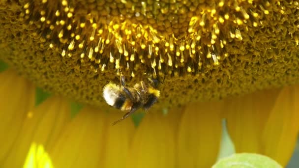 Hommel op bloeiende zonnebloem — Stockvideo