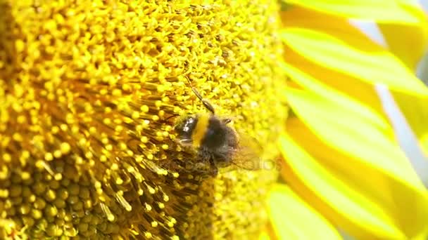 Bumblebee on blooming sunflower — Stock Video
