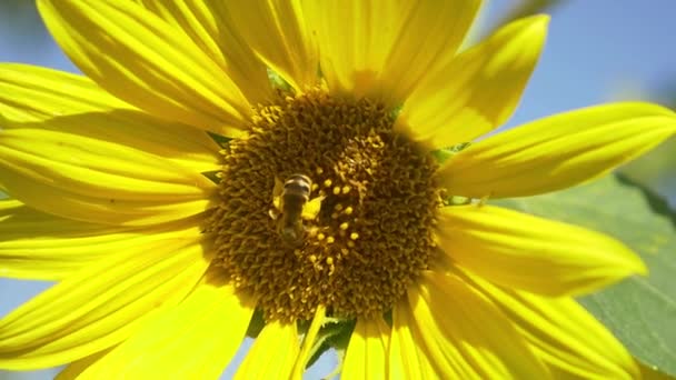 Bee on blooming sunflower — Stock Video